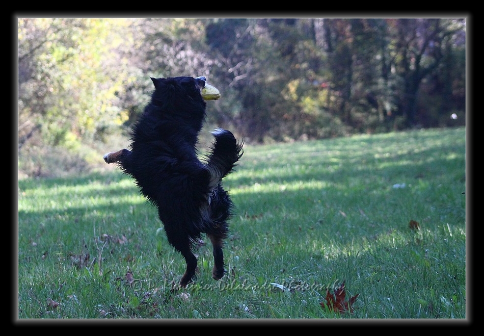 Apprentissage du Freezby-Dog...