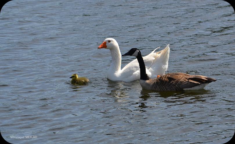 Rambouillet : Une famille (presque) comme les autres ! 