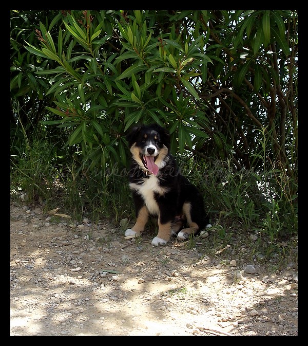 Tranches de vie d'un Australian Shepherd