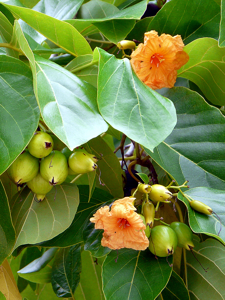 Arbre à fleurs orange - Huahine - Polynésie française