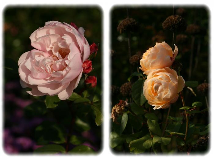 rosiers