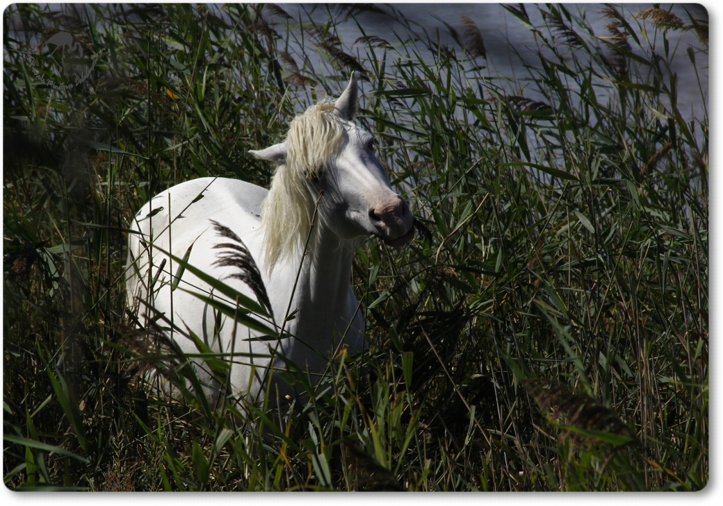 Cheval Camarguais...