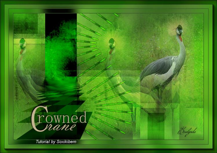 Crowned Crane - Grue couronnée