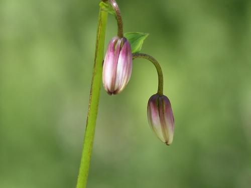 Fleurs du Champsaur