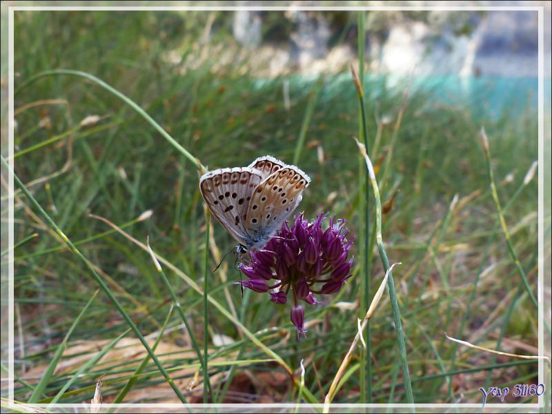 Papillon Bleu nacré espagnol (Polyommatus hispanus) - Congost de Mont-Rebei - Aragon/Catalogne - Espagne