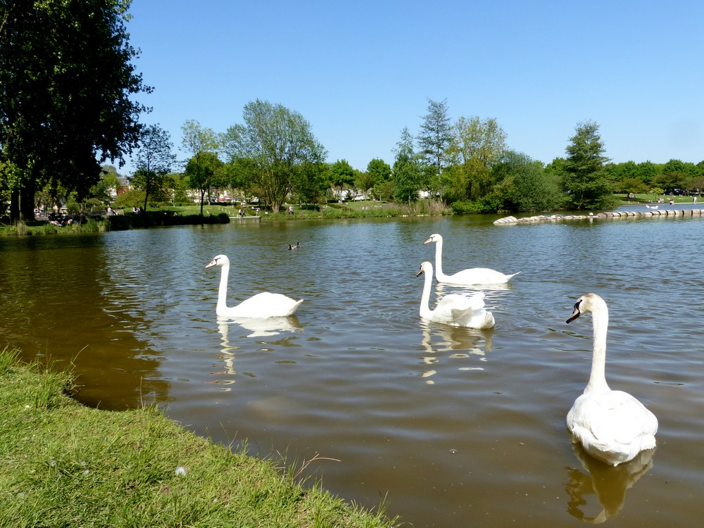 Ma surprise de ce dimanche  