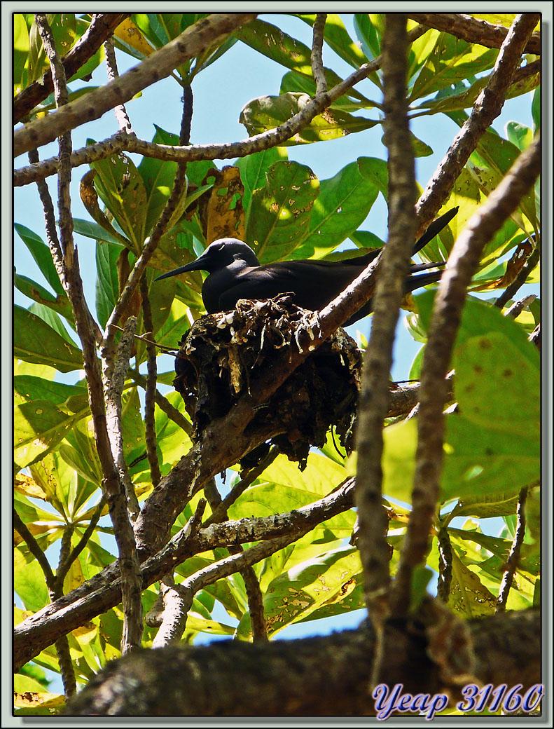 Noddi noir (Anous minutus) - Ile aux Oiseaux : Motu Puarua - Tikehau - Tuamotu - Polynésie française