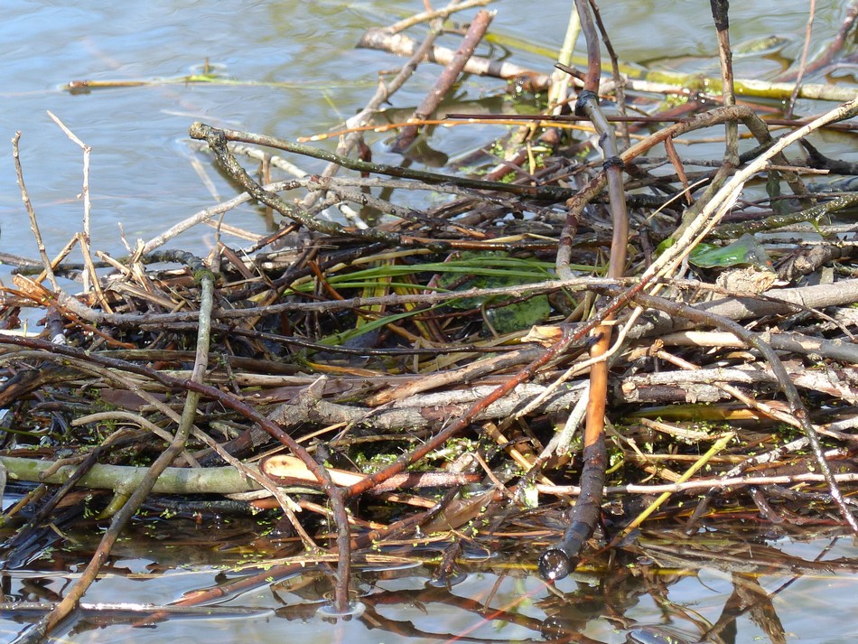 La vie mouvementée de maman Foulque (suite)