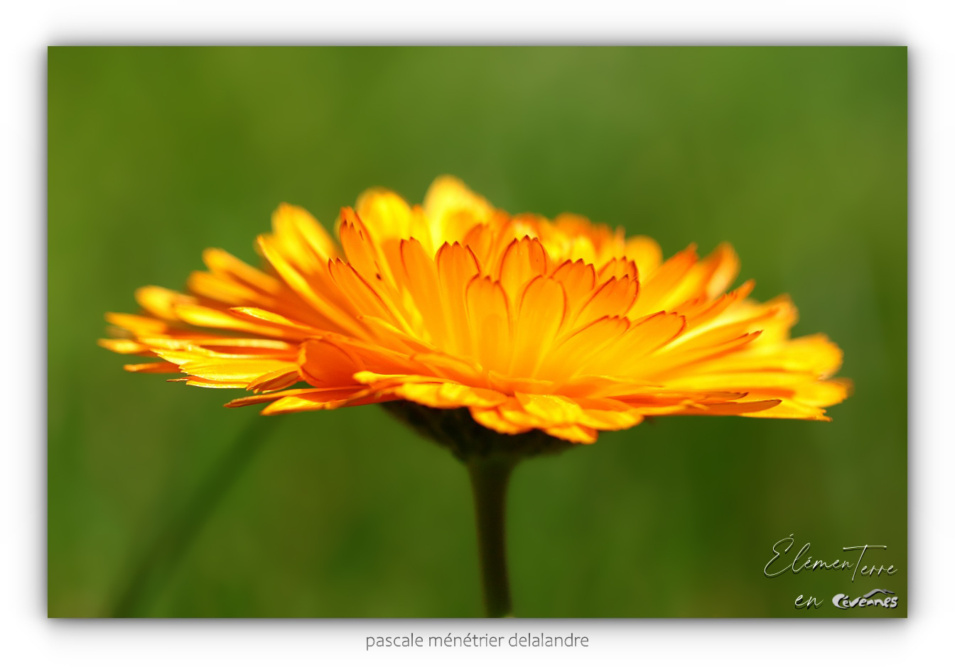 Calendula officinal
