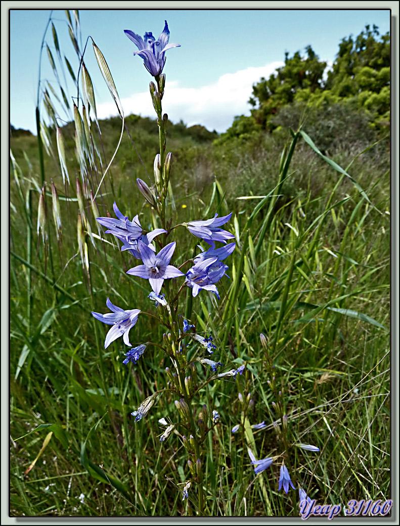 Campanule raiponce (Campanula rapunculus) - Aude  (Flore)