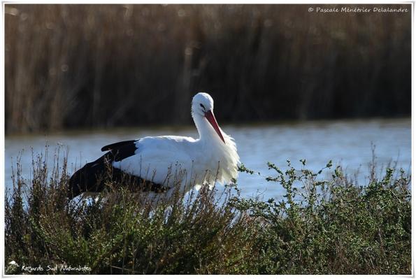 Cigogne blanche