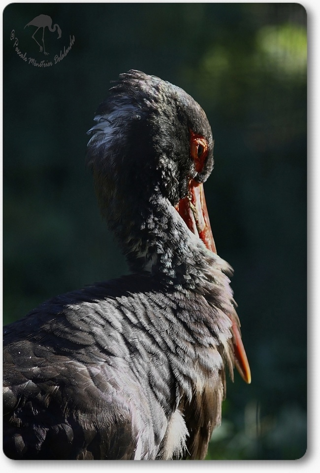 Cigogne noire...