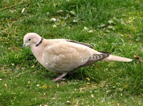 Oiseaux de mon jardin