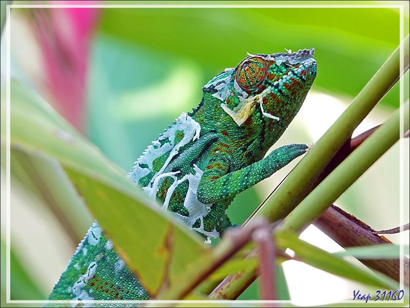 Caméléon panthère mâle en cours de mue, Moulting of Panther chameleon (Furcifer pardalis) - Nosy Sakatia - Madagascar