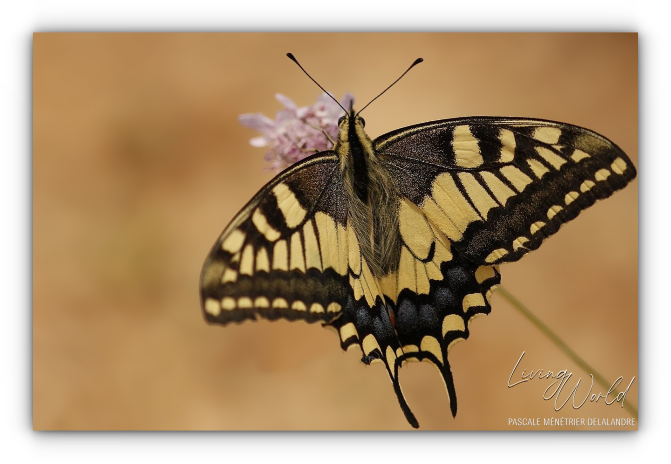Flambé et Machaon, deux "Porte-queues".