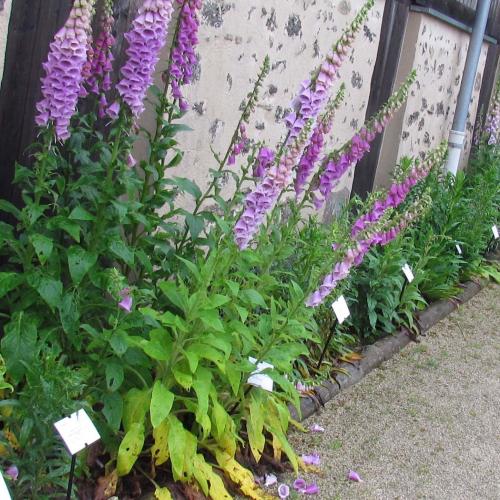 Fleurs cultivées : Digitale