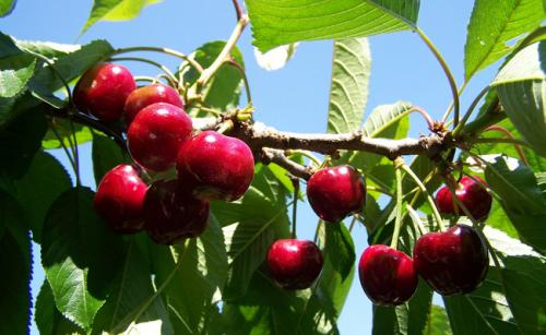 Arbre fruitier : Cerisier