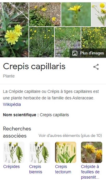 Tourterelles dans les Crépides capillaires