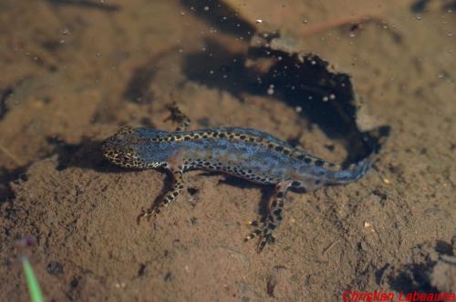 -La rencontre des Châtillon de France et d'ailleurs
