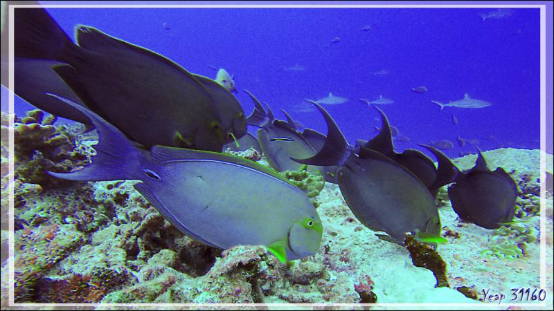 Banc de Chirurgiens à queue blanche, Elongate surgeonfish or Pale surgeonfish (Acanthurus mata) - Passe Garuae (passe nord) - Atoll de Fakarava - Tuamotu - Polynésie française