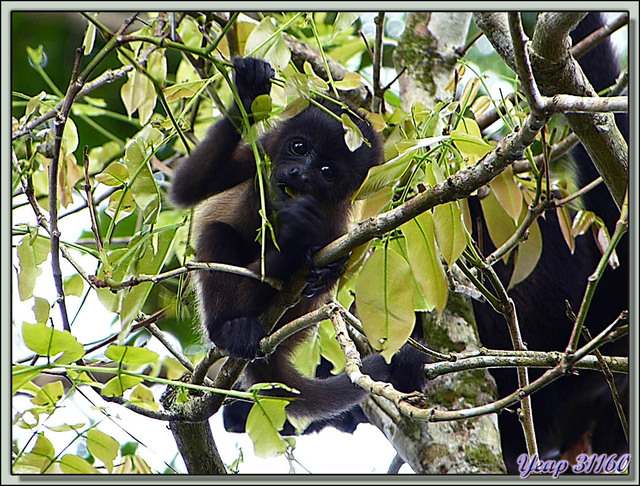 Blog de images-du-pays-des-ours : Images du Pays des Ours (et d'ailleurs ...), Singe Hurleur: moi comme un grand - Parc National de Cahuita - Puerto Viejo de Talamanca, Costa Rica