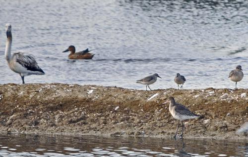 Promenade ornithologique...