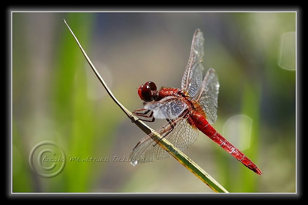 Crocothemis écarlate (Crocothemis erythraea)