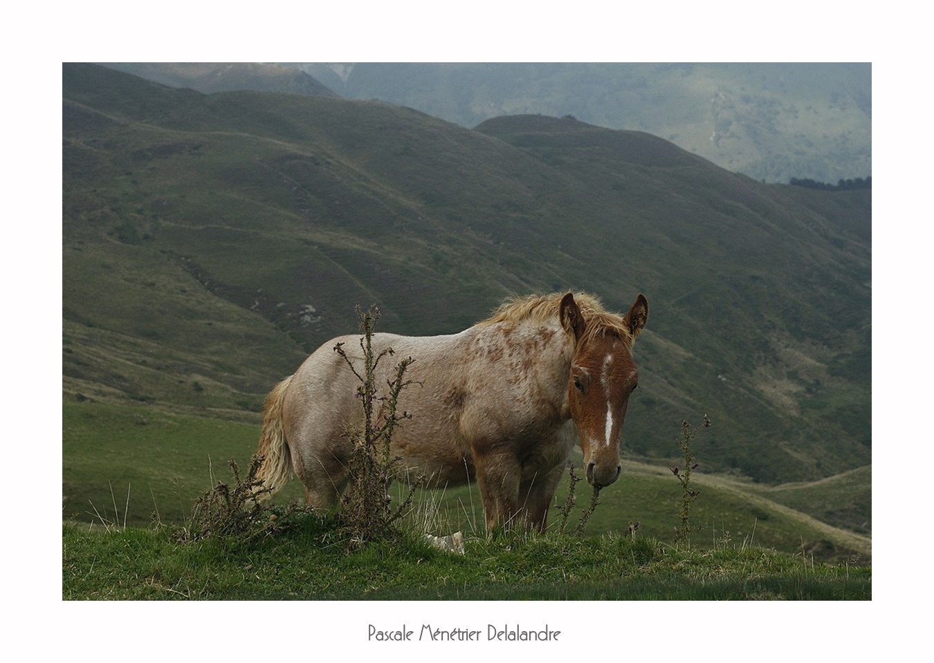 Dans les Pyrénées, ils sont partout sur les montagnes...