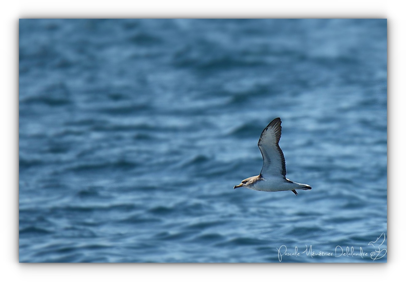En mer, de belles rencontres...