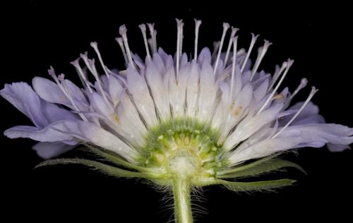 Fleurs cultivées : Scabieuse