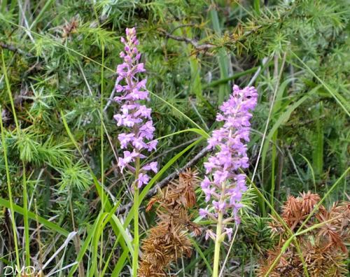 Gymnadenia conopsea  -  orchis moustique