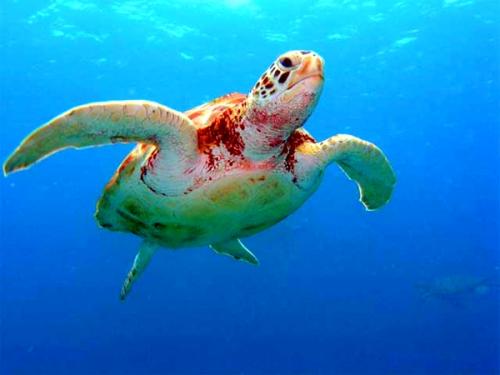 Le fil de pêche de Denys