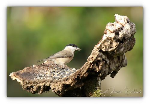 Mésange nonnette
