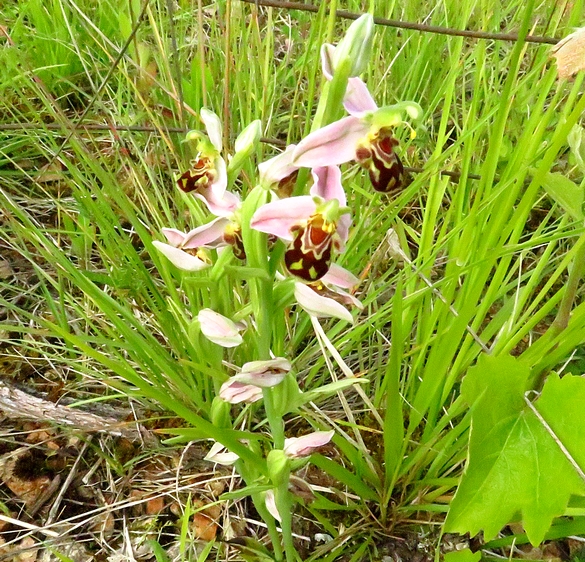 Les orchidées sauvages du Châtillonnais ont fleuri en grand nombre pendant ce printemps 2024