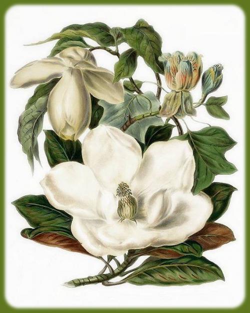 Fleurs cultivées : Magnolia