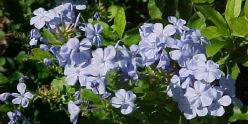 Fleurs cultivées : Plumbago