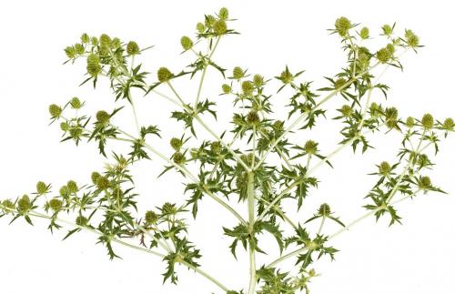 Fleurs cultivées : Panicaut