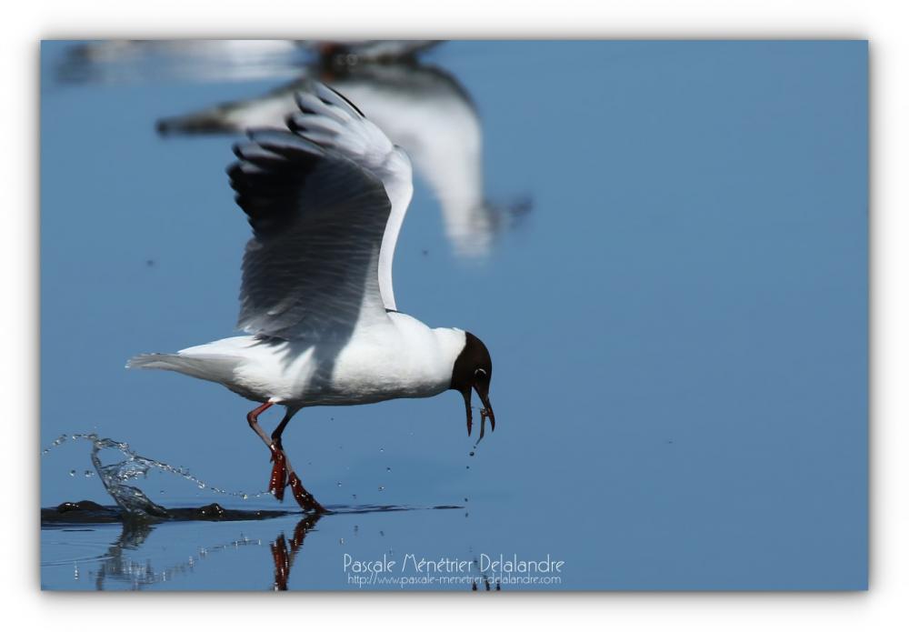 Mouette rieuse et son ver de vase
