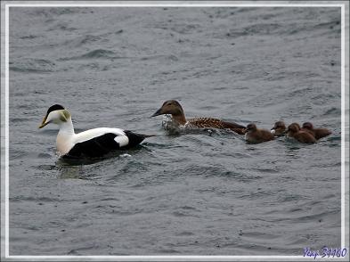 08/06/2023 : la découverte du fjord Hvalfjordur se poursuit sous une pluie battante, paysage quasi inexistant car nous baignons dans la brume - Islande