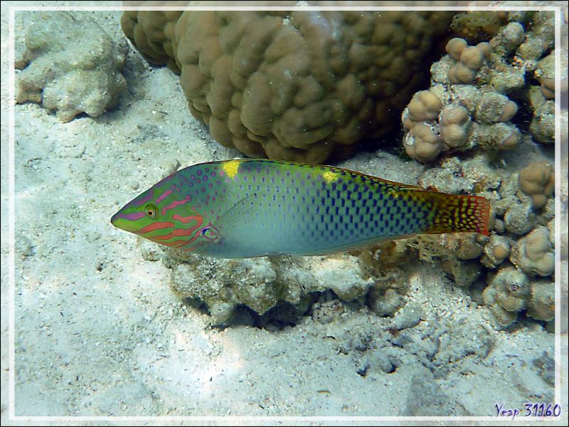 Labre ou Girelle échiquier, Checkerboard wrasse (Halichoeres hortulanus) - Jardin de corail - Motu Tautau - Taha'a - Polynésie française