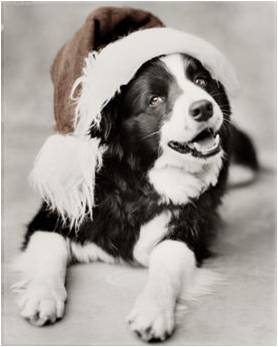 Chiens marrants