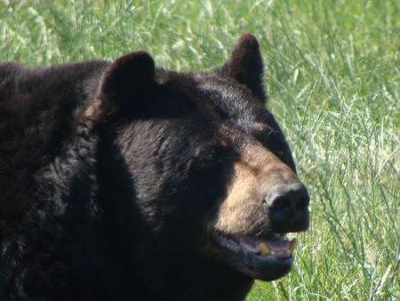 ours_baribal