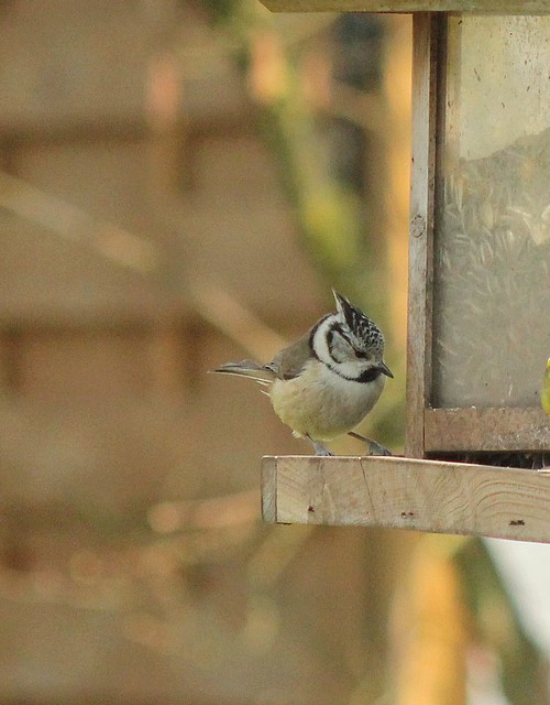 Dix-sept sortes d'oiseaux qui ont fréquenté mon jardin durant l'hiver 2015-2016...