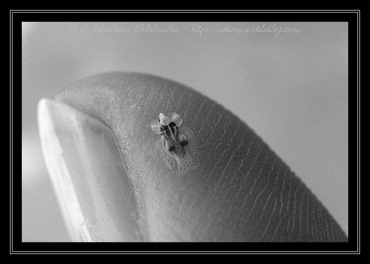 Une drôle de petite bête 