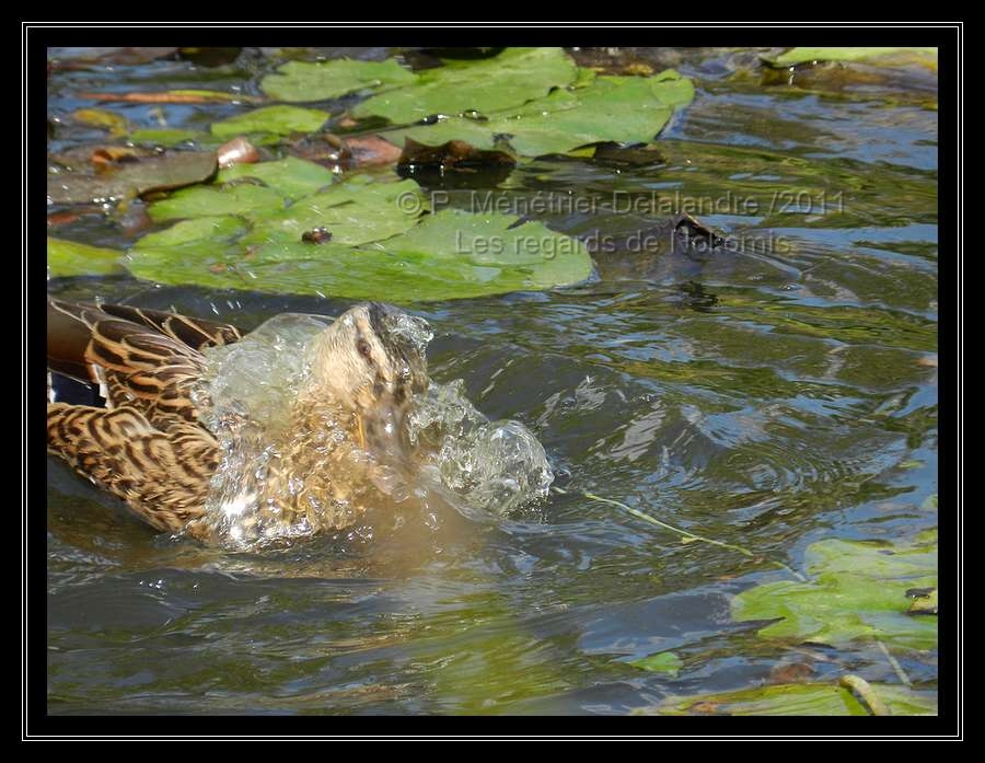 Nosh m'a offert un moment de jeux d'eau...