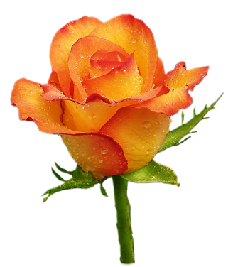rose rouge & jaune orangé