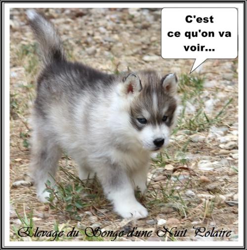 Portée de Lakmé (1er septembre 2023)