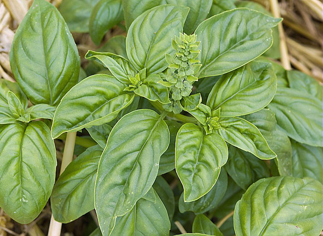 Plantes aromatiques  1ère partie