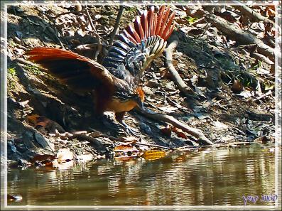 Petite soif pour le Hoatzin huppé (Opisthocomus hoazin) - Inkaterra Hacienda Concepcion - Puerto Maldonado - Pérou