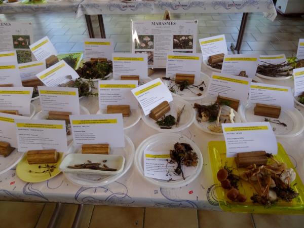 L'exposition de champignons présentée à la fin du Congrès National de Mycologie 2014 à Châtillon sur Seine